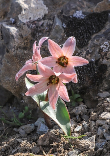 Rhinopetalum stenantherum